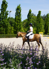 White saddle pad pony dressage